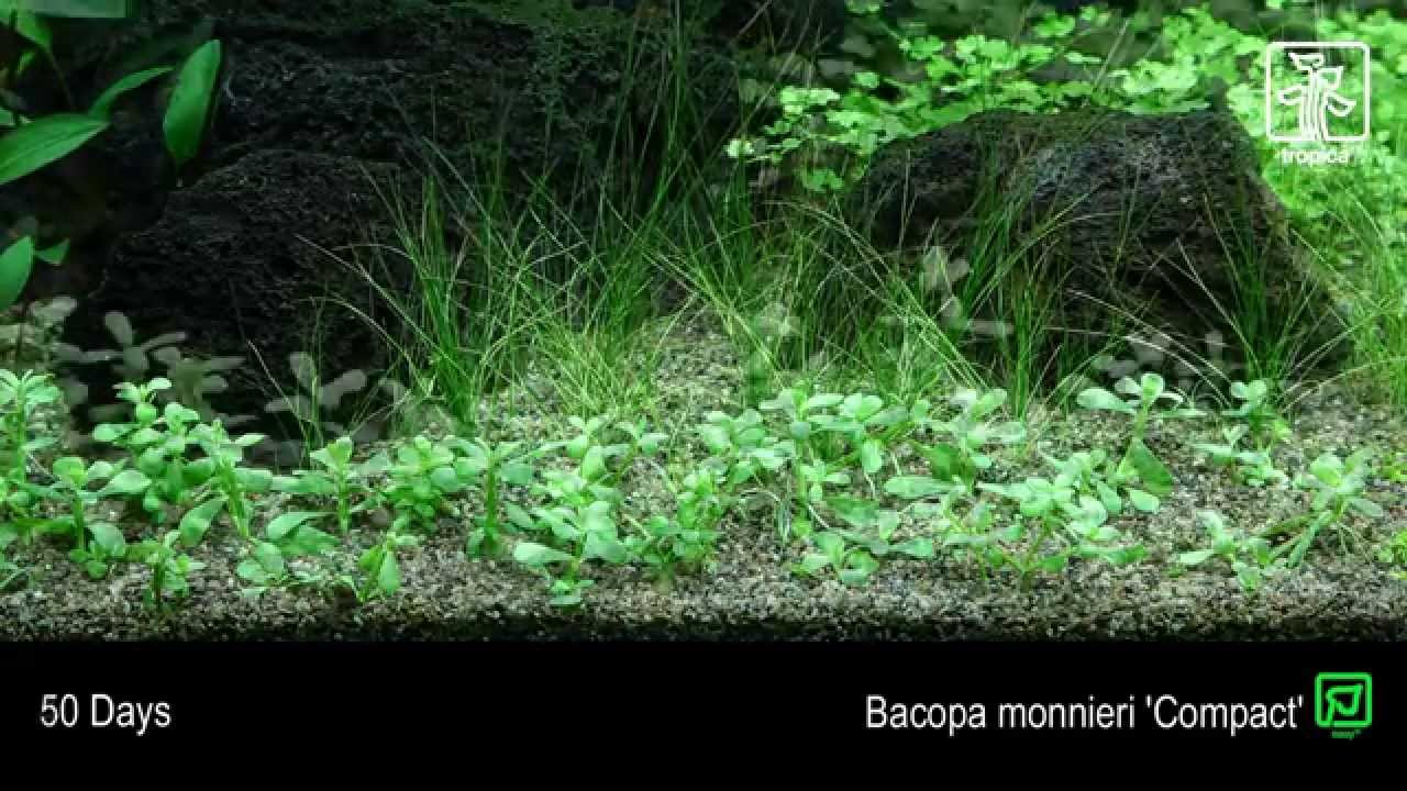 Bacopa monnieri 'Compact'