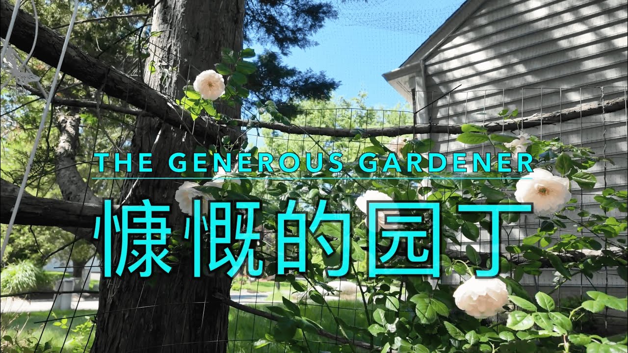 月季品种介绍：English Rose THE GENEROUS GARDENER | 慷慨的园丁  | Climbing Rose | 藤本月季｜粉色｜大型藤本月季｜英国｜大卫 奥斯汀月季