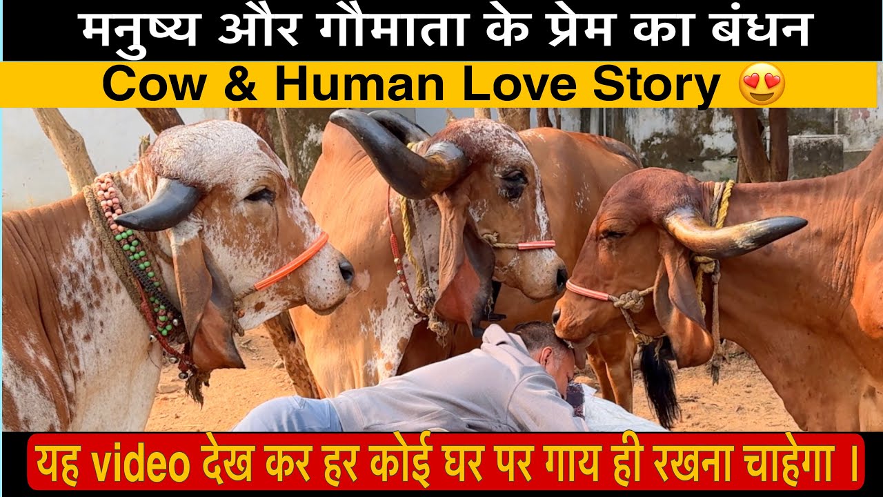 A man and his cow heart touching video | Cow & Human Love story | गीर गाय @dairyagriconsultant 