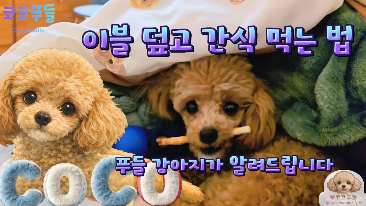 이불 덮고 간식 먹는 법, 푸들이 알려드립니다♡#10개월강아지 #토이푸들 #반려동물 #귀여운강아지 #코코푸들 #@CocoPoodle3.3