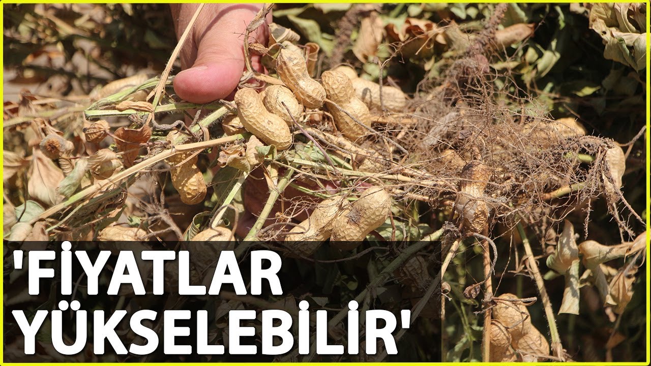 Rekolte Azaldı, Hasadı Başlayan Yer Fıstığının Fiyatı 5 Kat Arttı