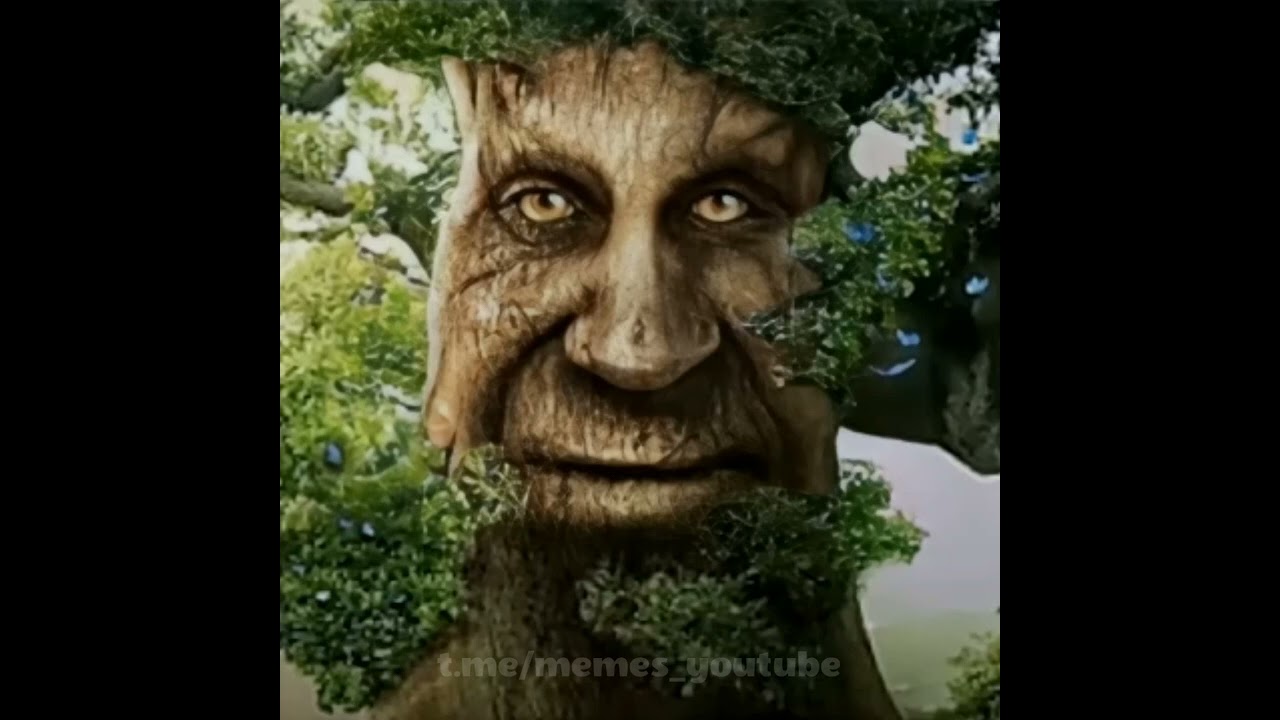 wise mystical tree 10 hours
