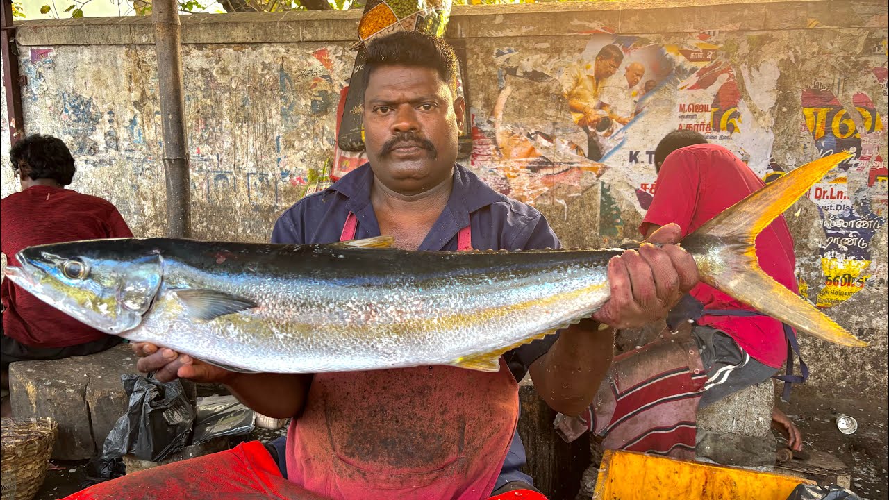 KASIMEDU SPEED SELVAM BIG SIZE POONKUYIL FISH CUTTING VIDEO | KASIMEDU FISH CUTTING 