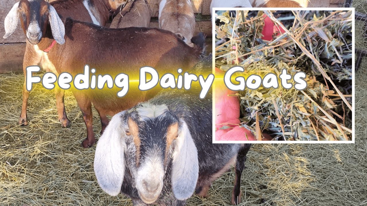 Feeding Dairy Goats Simply: What Actually Matters