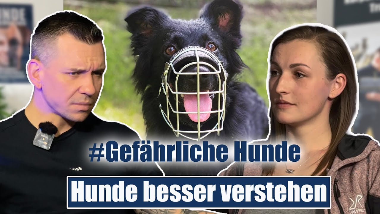 Beschlagnahmte Hunde - keine Chance auf ein neues Leben?