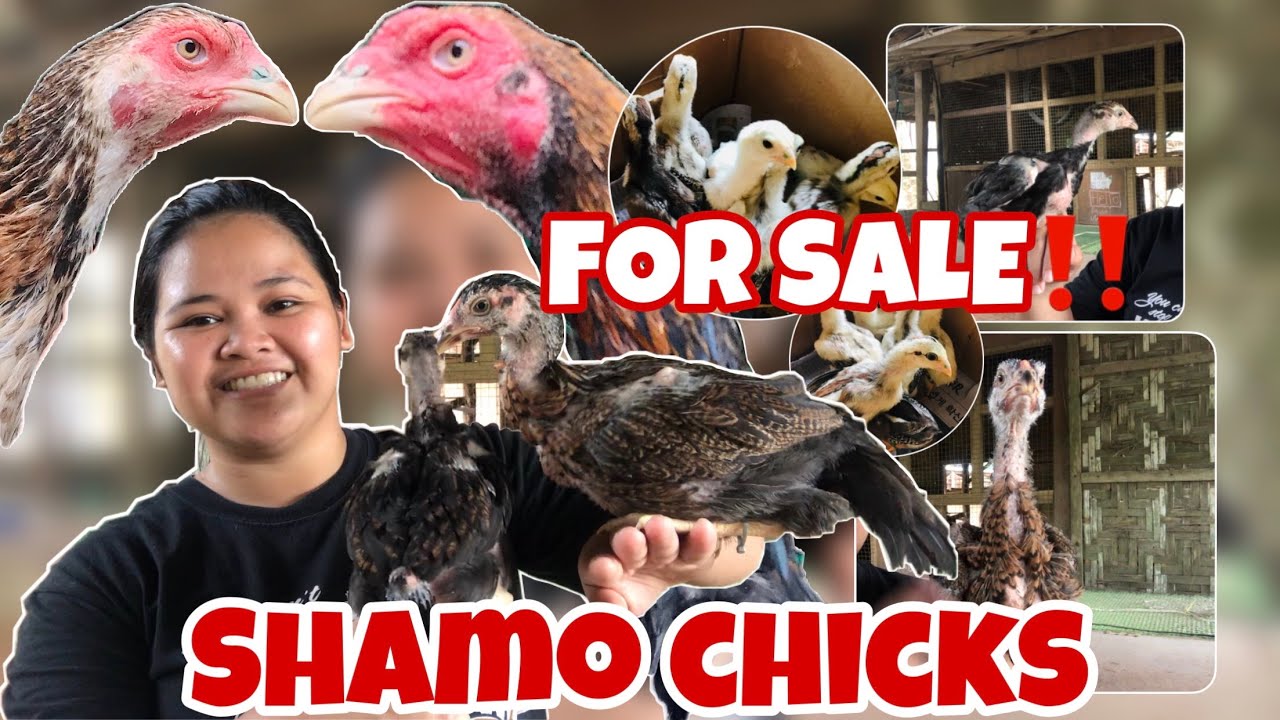 FOR SALE!!! SHAMO CHICKS AT BAGONG ALAGA NA SHAMO SA YARD (FREE RANGE CHICKEN | BUHAY PROBINSYA).