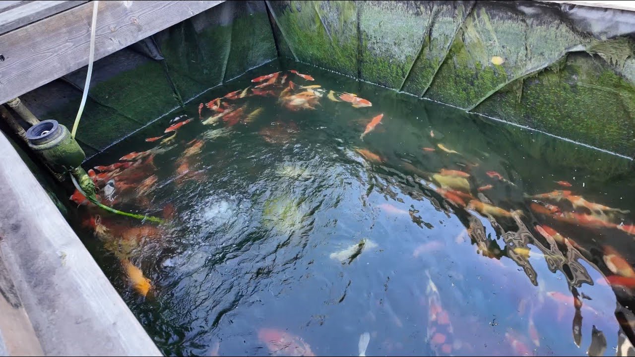 Spring Cleaning: New bottom drain cover to stop small fish from getting into filter