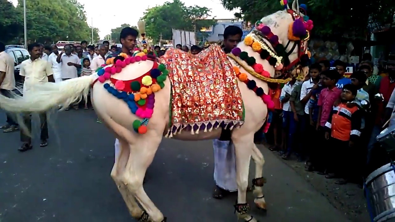 குதிரை ஆட்டம் - HORSE DANCE VIDEO IN INDIA - PART 1