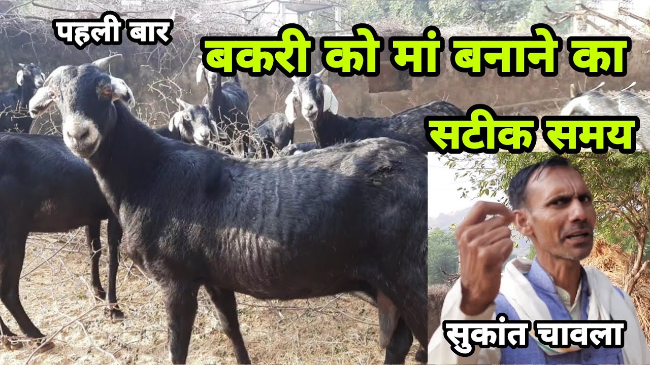 बकरी को पहली बार प्रेग्नेंट करवाने की सही उम्र | goat farming tricks | sukant chawla | pkraj vlogs