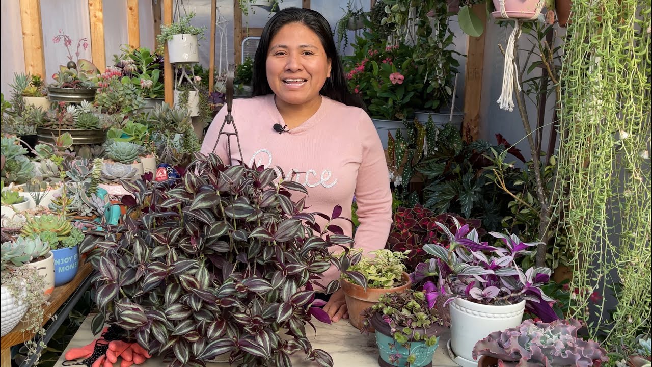 Tradescantias Plantas de interior muy abundantes /trasplante y propagación