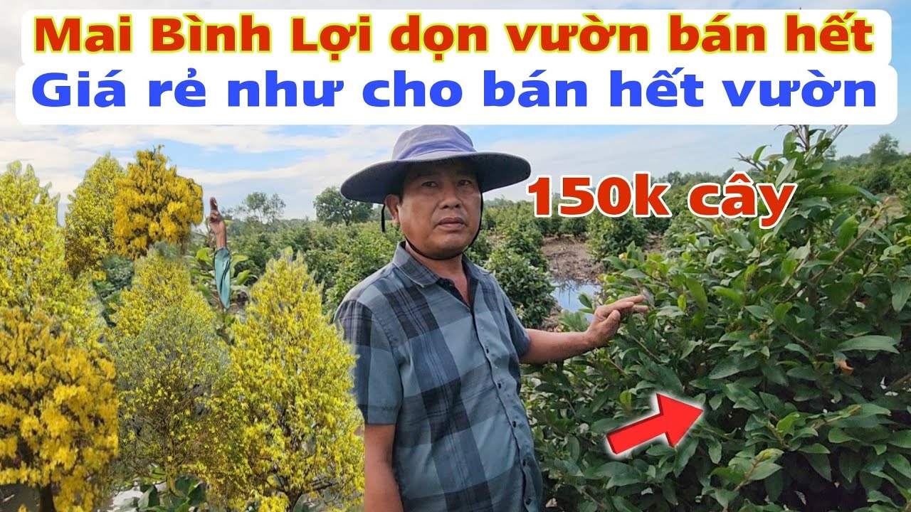 Mai Tết Bình Lợi dọn vườn bán hết 150k 1 cây bán lẻ toàn quốc