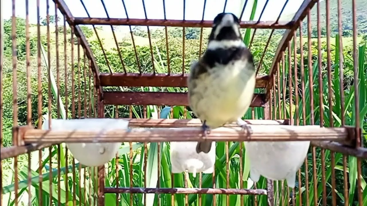 CANTO TUI TUI COM INTERVALOS NATURAIS PERFEITO