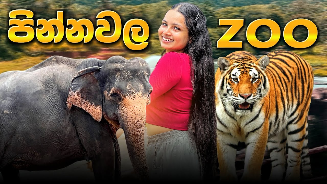 මෙන්න මෙහෙමයි අලි නාවන්නේ 🐘| Elephant Orphanage Srilanka