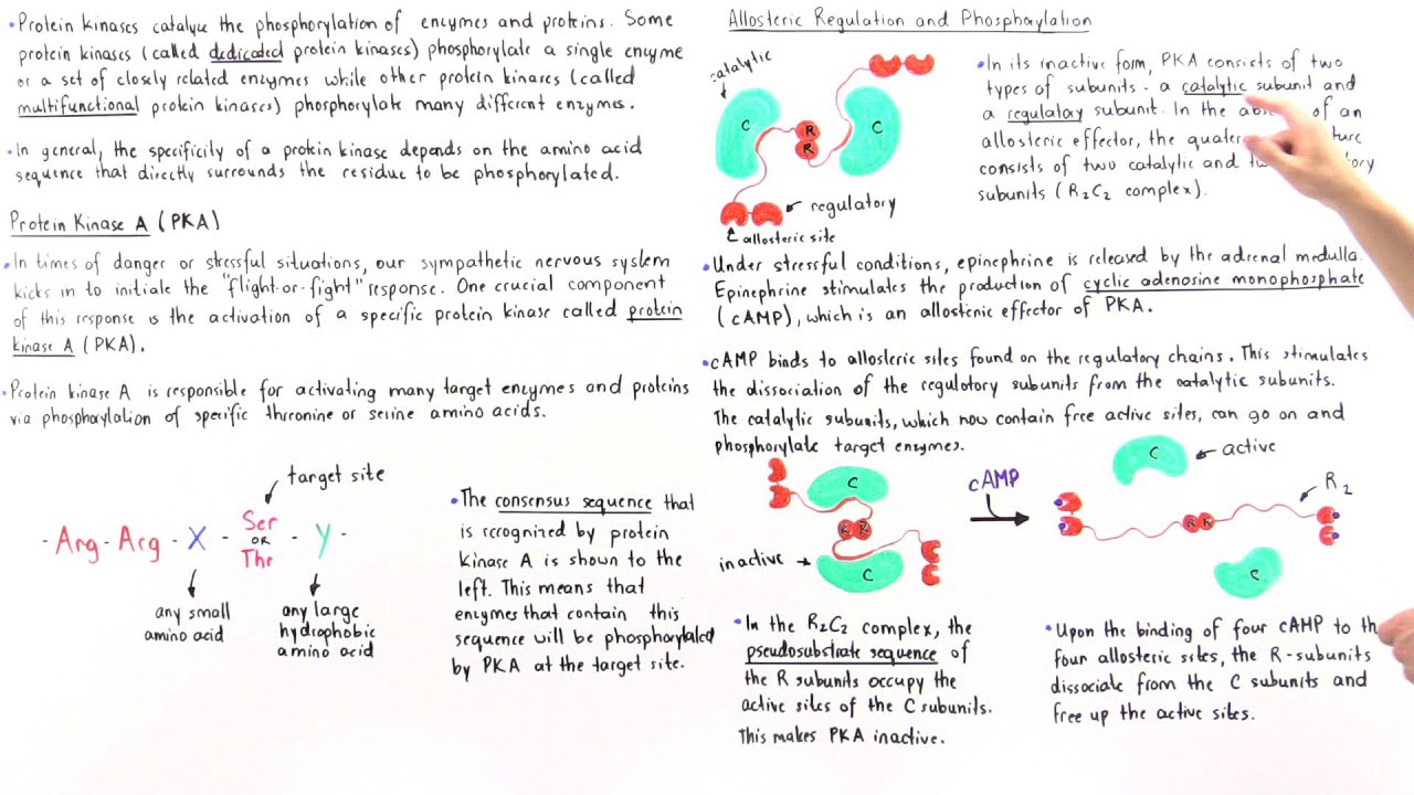 Protein Kinase A (PKA)