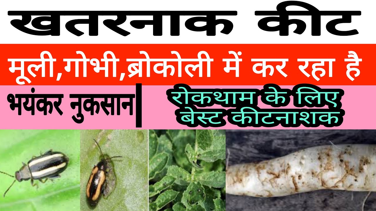 इस कीट को कंट्रोल करना आसान नहीं है | best insecticide for striped flea beetle | #drpunitshishodia