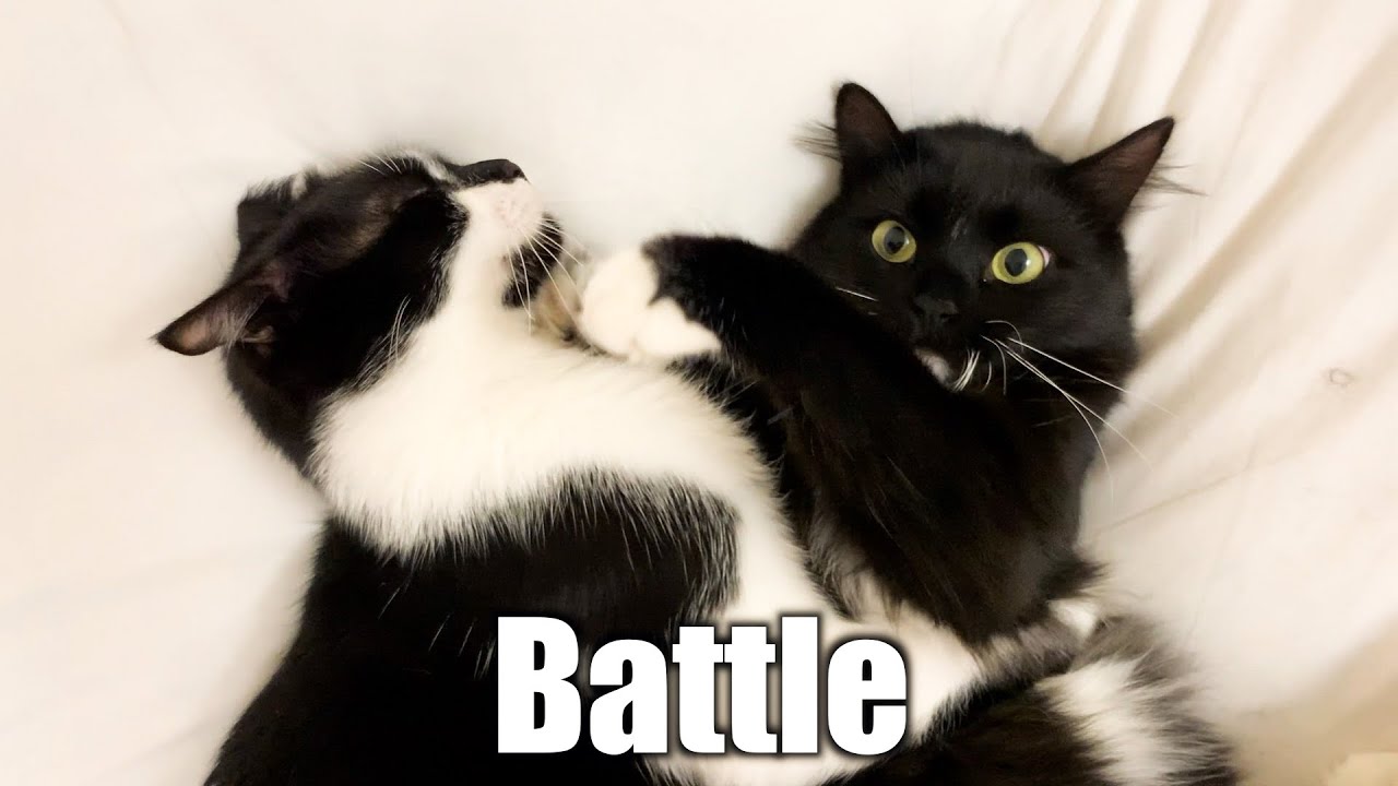 Cats battle on the Futon mattress | Uni and Nami