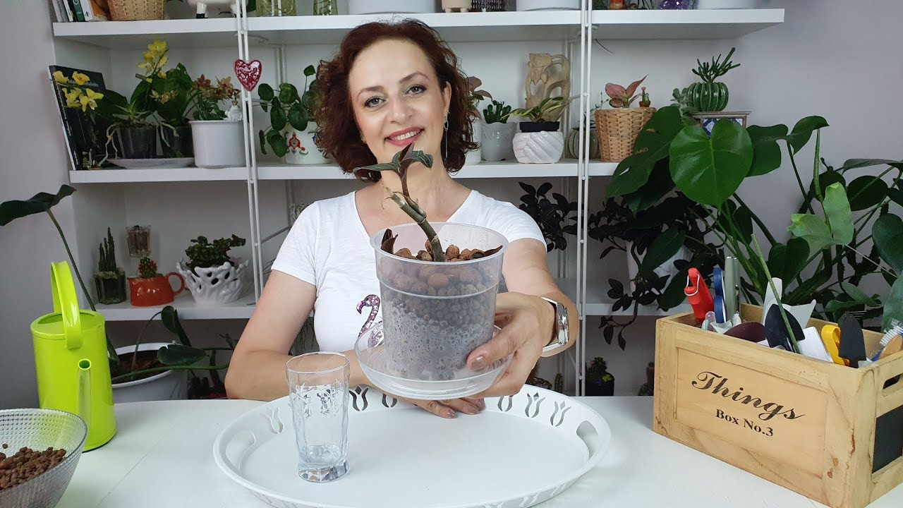Mücevher Orkidesi (Ludisia Discolor) / Kil Bilyesinde Çoğaltma (Lecat)