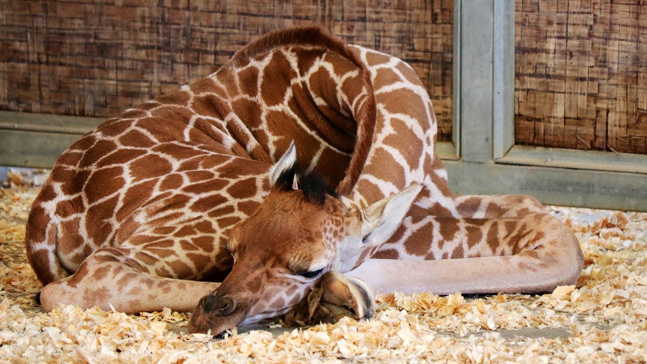 Giraffe Gives Birth at Dallas Zoo