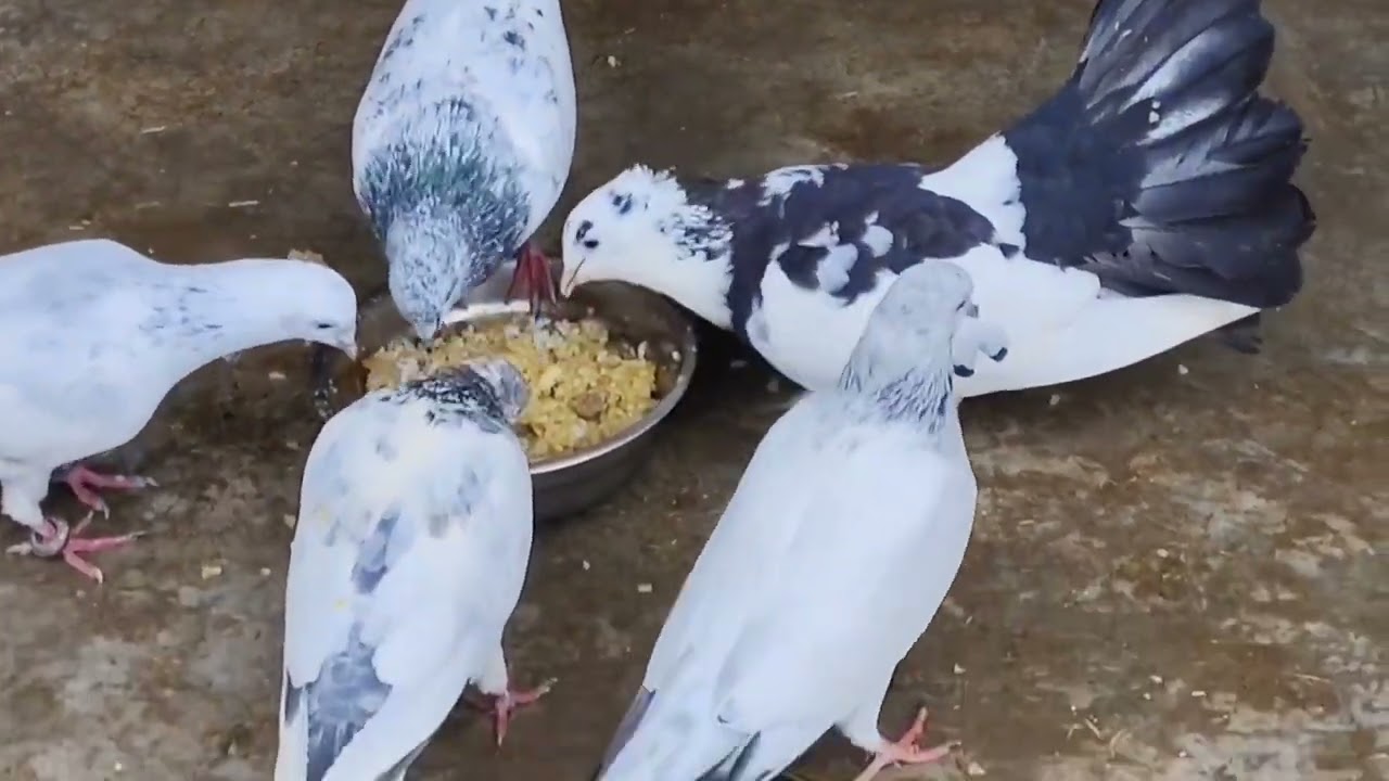 Pigeon care #entertainment #trendingvideo #kabutarbaaz #mastitime 