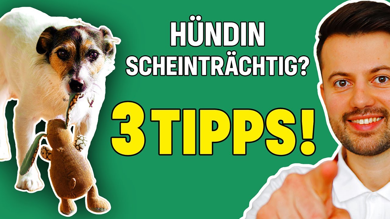Scheinschwangerschaft beim Hund: WAS NUN? (Tierarzt klärt auf)