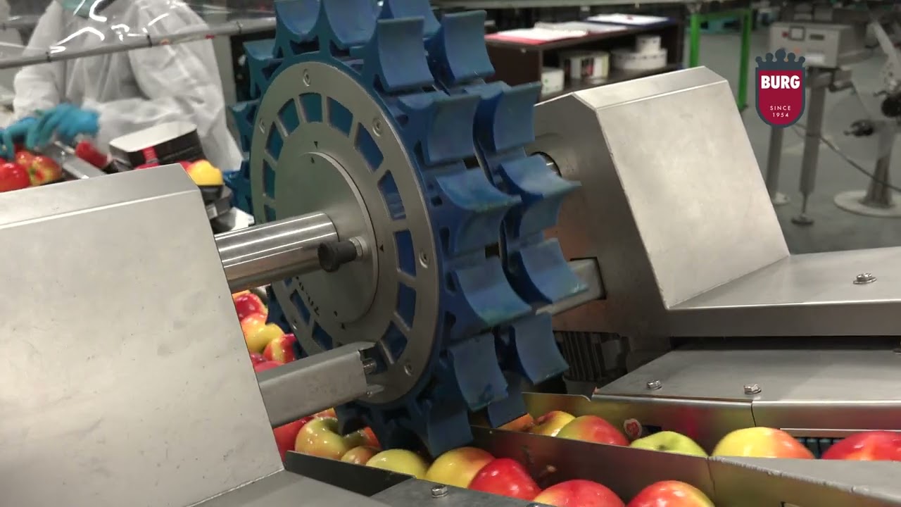 Burg Machinery - Tray filler - type: BTI