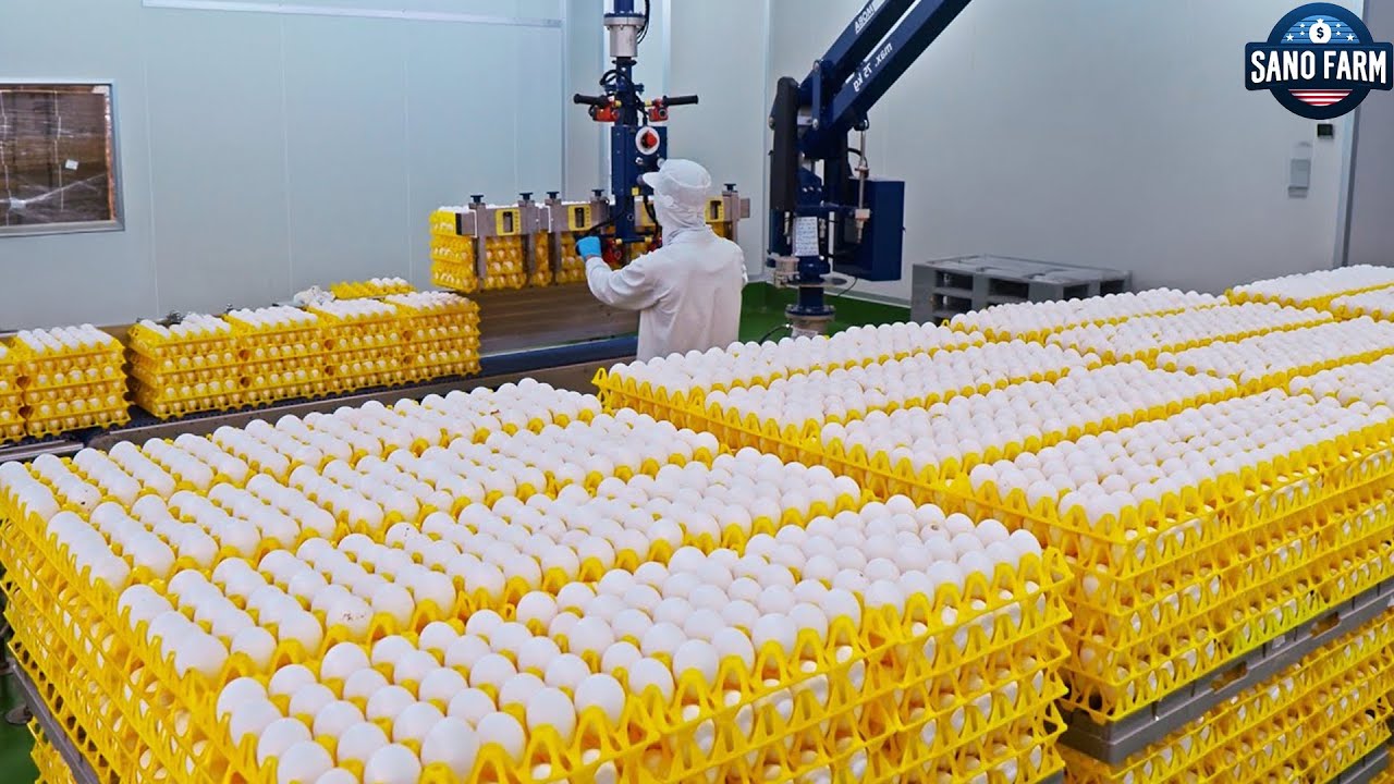 What's REALLY Happening Inside Modern Egg Processing Factories?