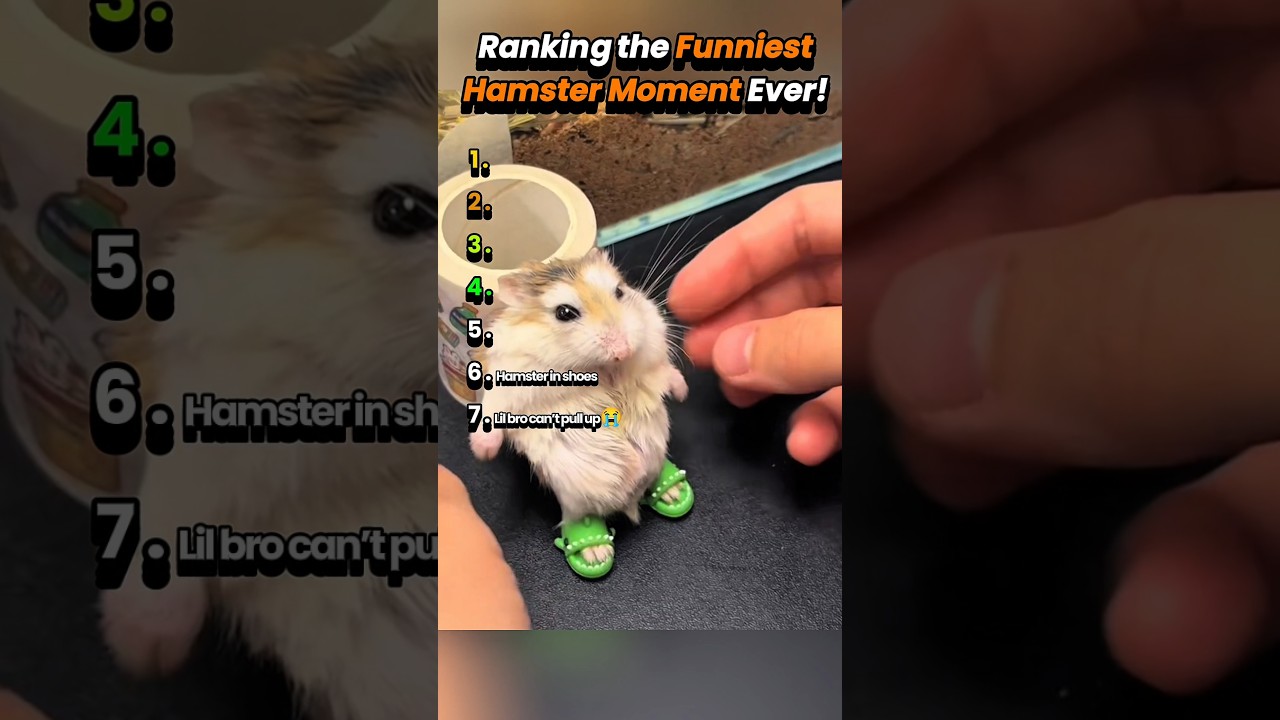 Ranking najzabawniejszych moment&oacute;w z chomikami! #hamsterfunny #hamstersoftiktok#hamster