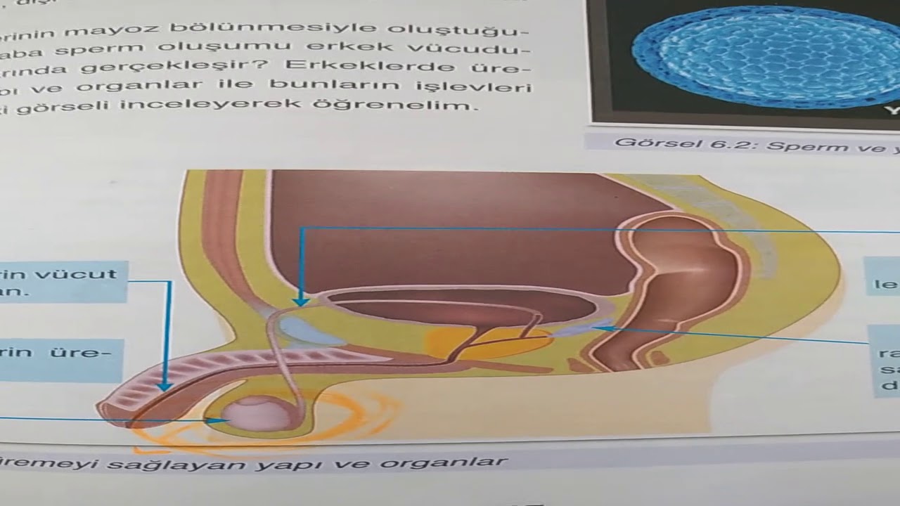 insanlarda üreme sistemi fen bilgisi 7. sınıf özgür hoca
