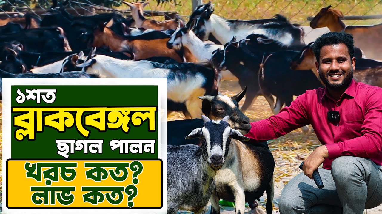 Profitable Goat Farming - ১০০ ব্ল্যাক বেঙ্গল ছাগল পালনে- আয় কত? খরচ কত? দেশি ছাগল পালন পদ্ধতি
