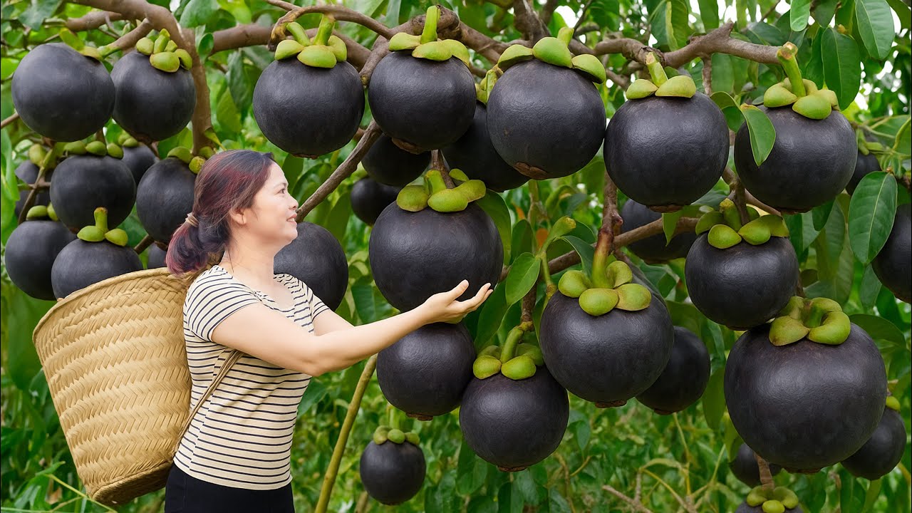 Harvesting Mangosteens & Making Raw Salad – Would You Dare to Taste This?