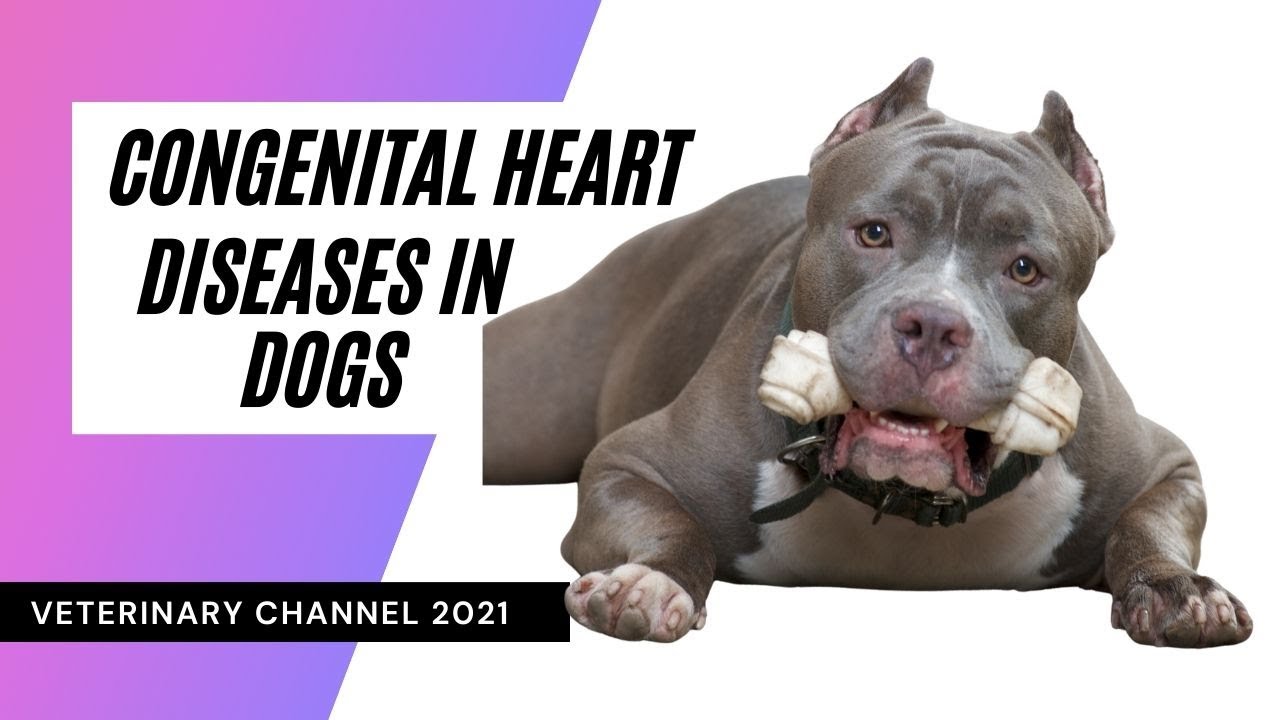 Veterinary Cardiology: The 12 Most Common Congenital Heart Diseases In Dogs