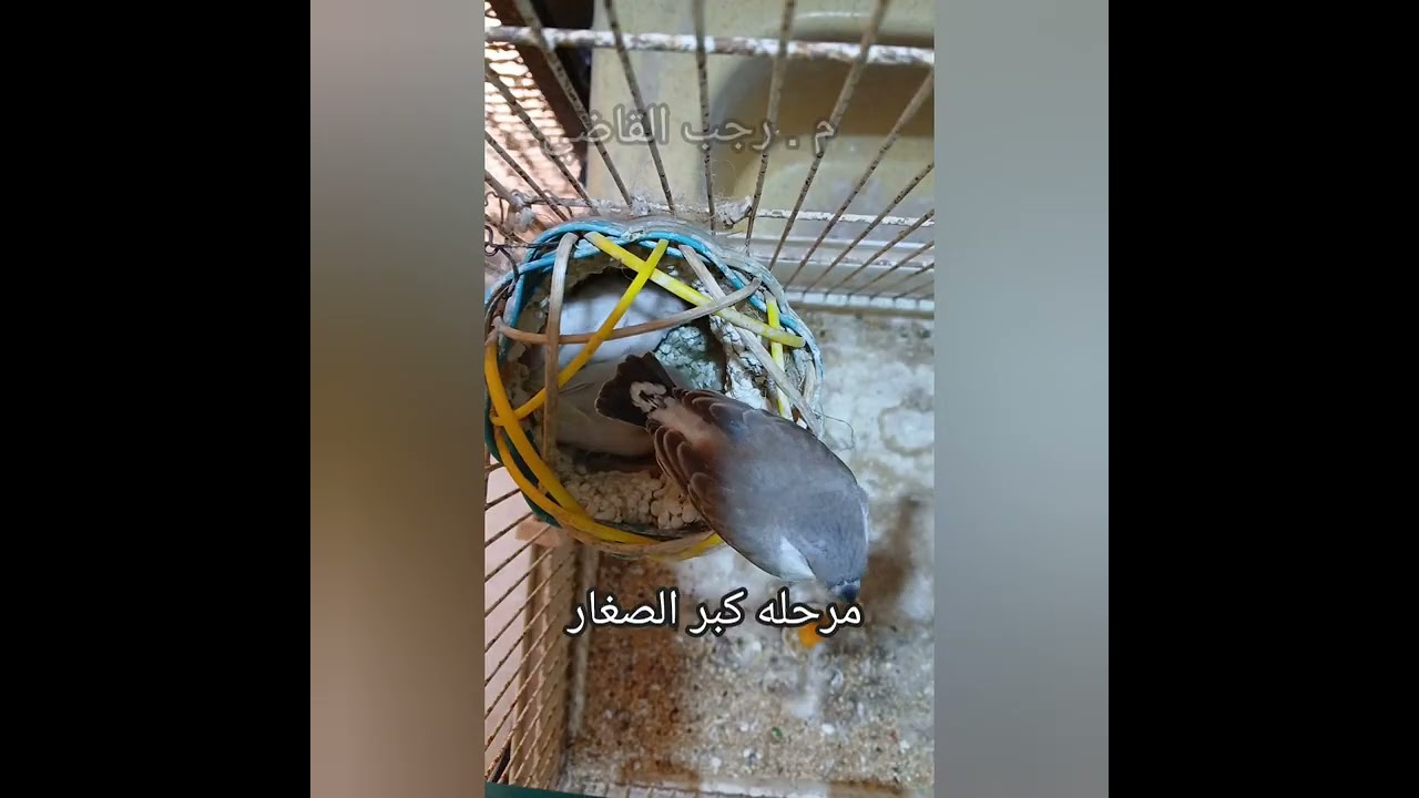 مراحل نمو طائر الزيبرا فنش من البيض حتي البلوغ