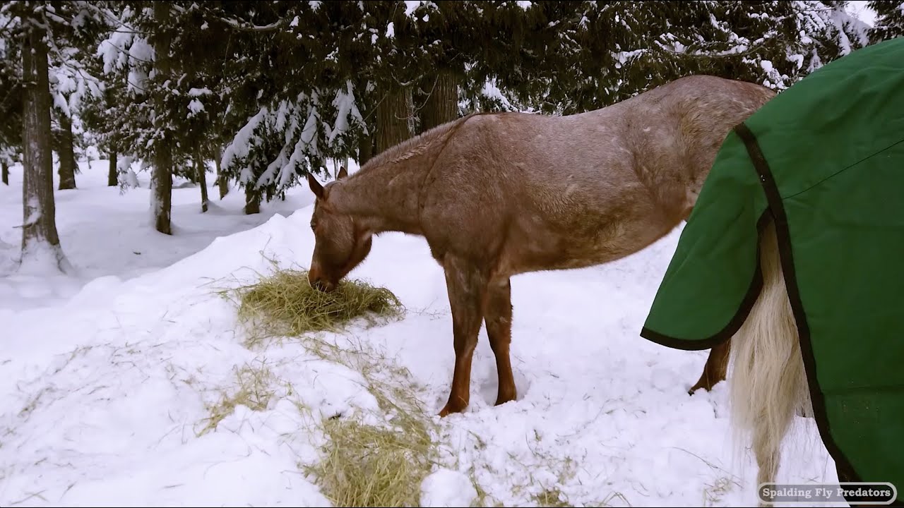 Veterinarian Winter Horse Husbandry Tips - On the Road with Jenni Grimmett
