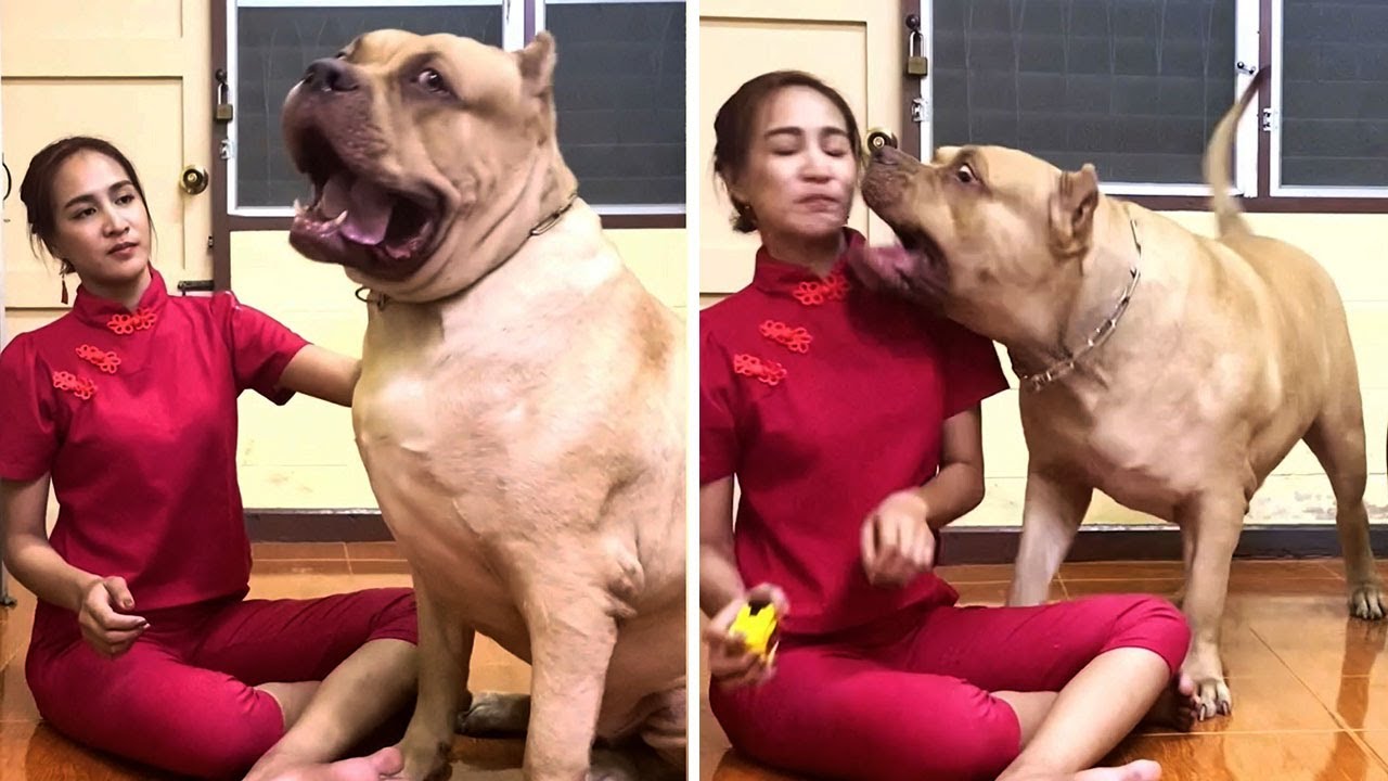 Dog UNIT! Staffie Towers Over Petite Thai Woman