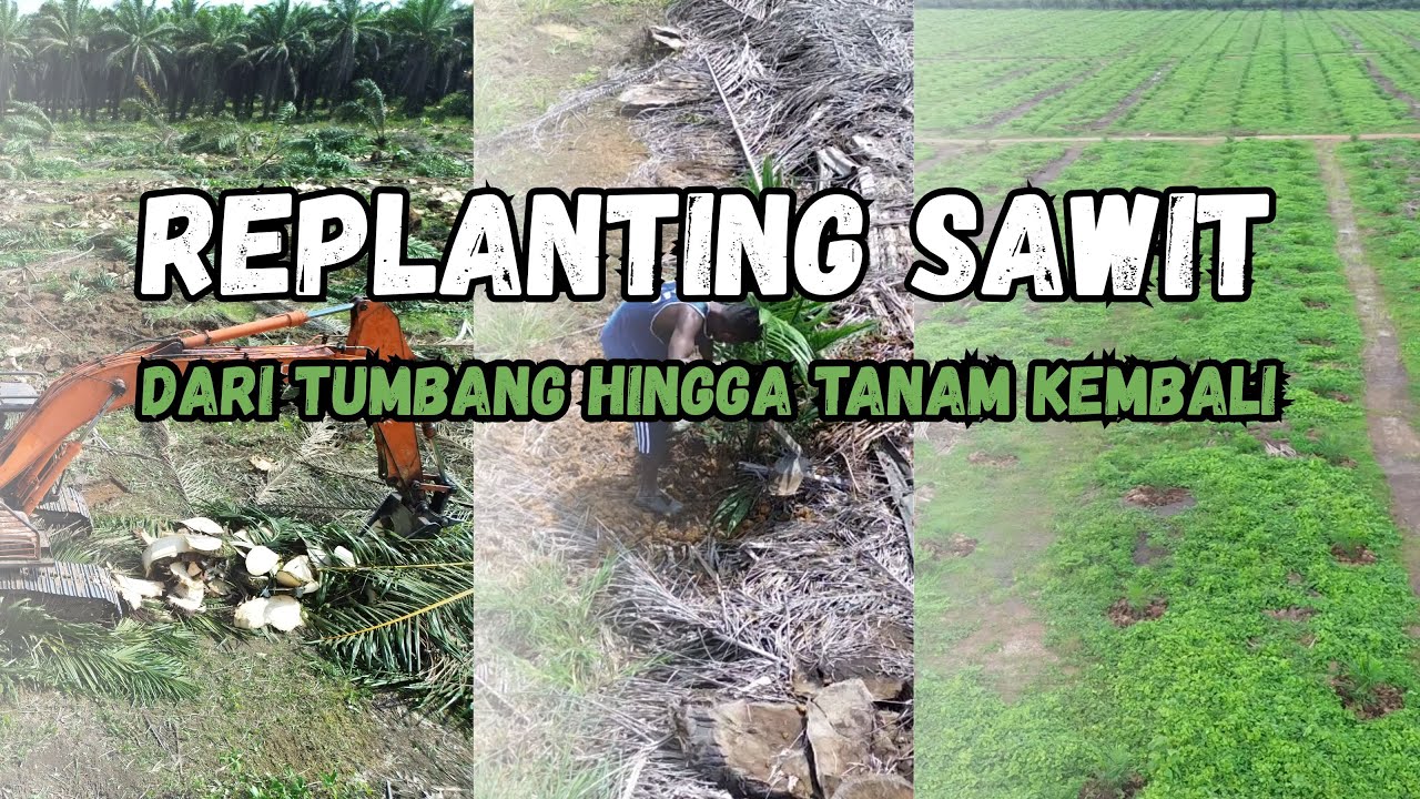 Proses Replanting Kelapa Sawit: Dari Penumbangan Hingga Penanaman Kembali 🌱🚜 | English Sub