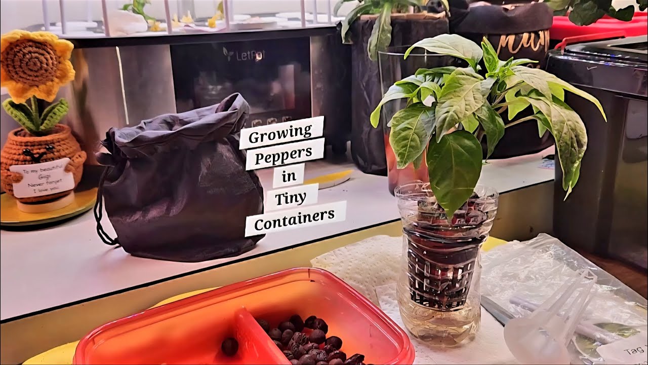 I Grew Peppers in Small Hydroponic  Containers. Now, I'm Transplanting  them to Spider Farmer G12