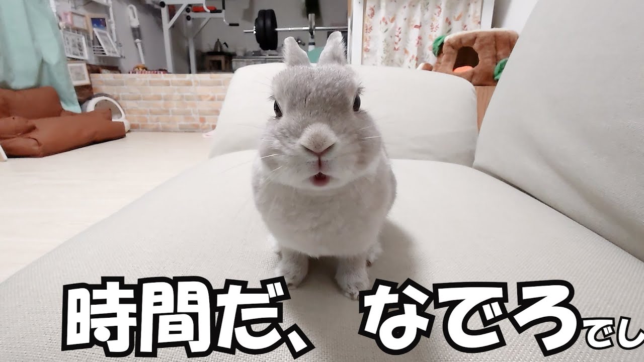 時間に厳しいうさぎさん、ナデナデの予定時間が過ぎるとすごい催促をしてくる