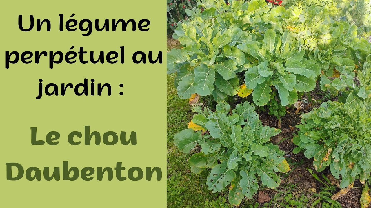Chou Daubenton