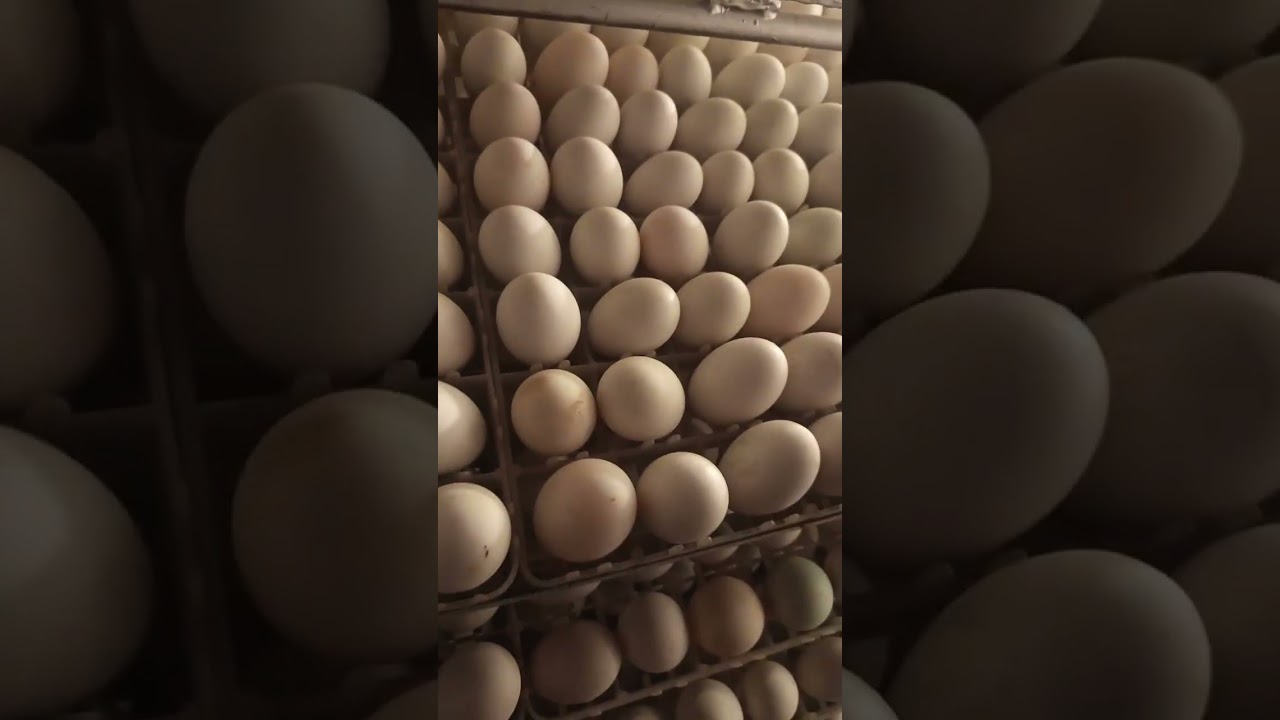 Yuyulan ördək yumurtalarının aqibəti izləyin