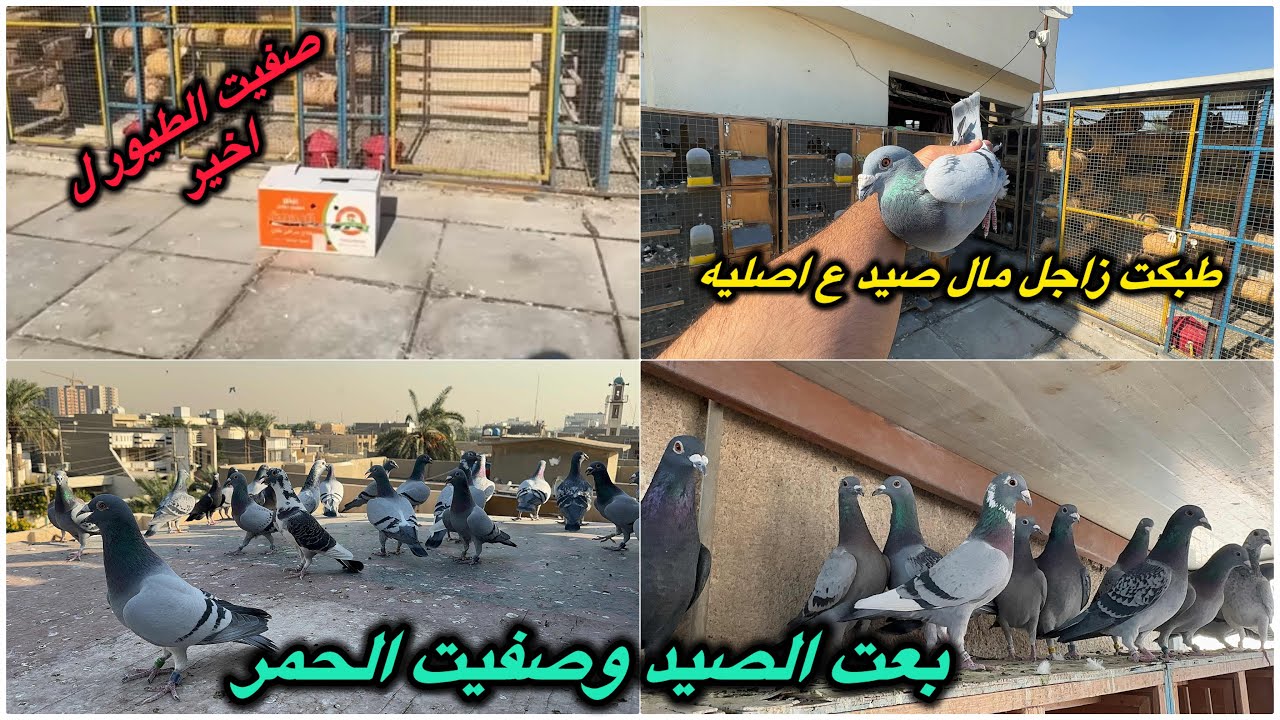 بعت الزواجل كلها😩🥲صفيت الحمر😭 وديت طيور الصيد للجمباز❤️❤️