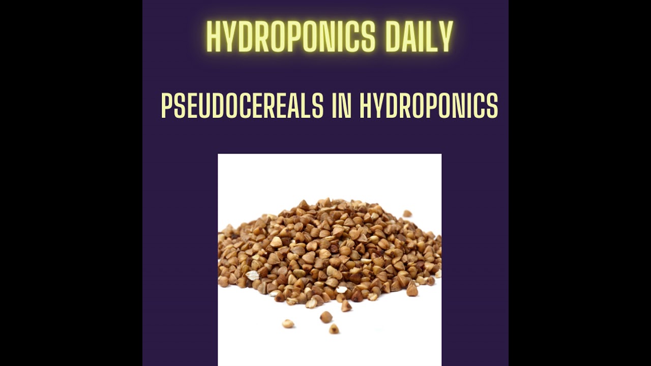 Pseudo-Cereals uncovered: Hydroponics, Microgreens & Nutrition