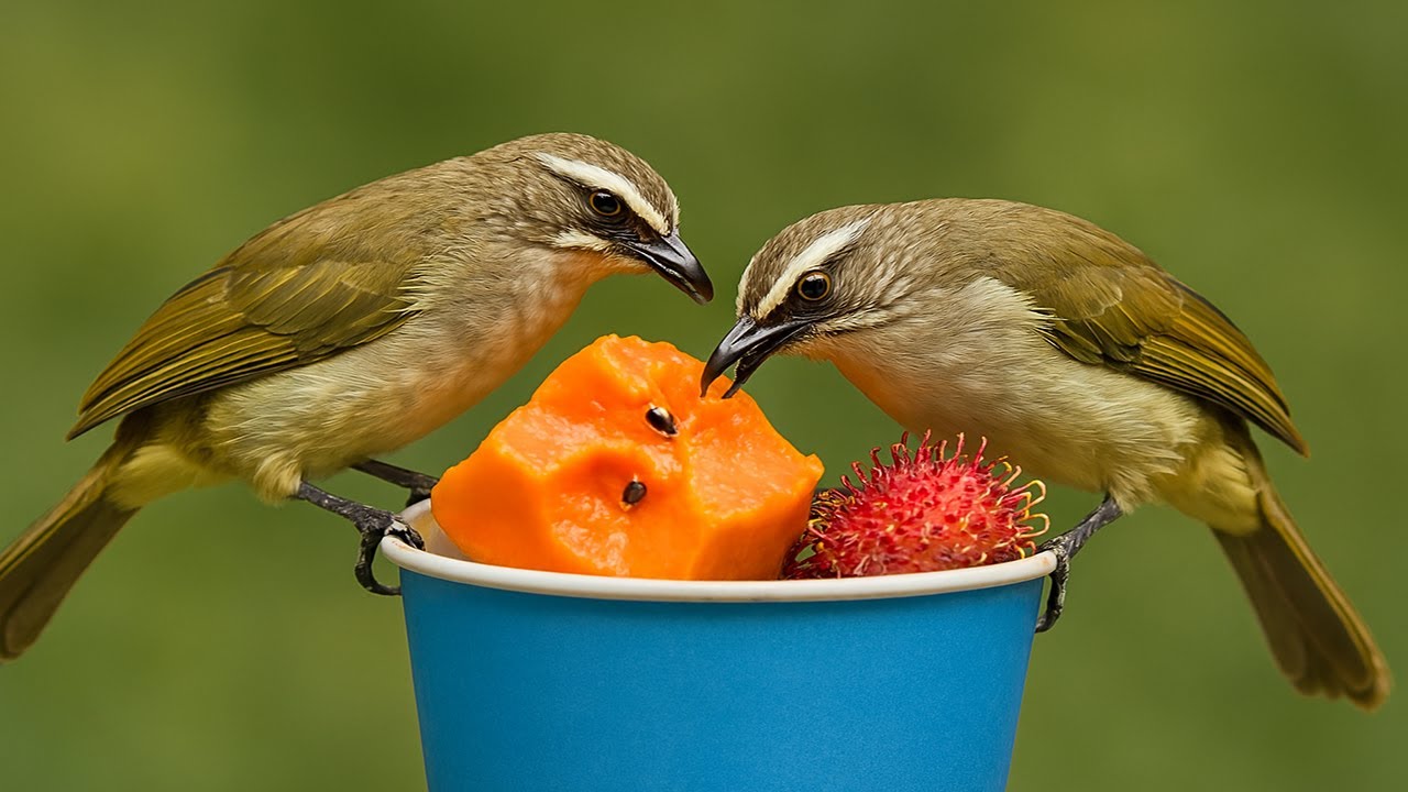 Bulbul Feast: Tropical Treats in a Blue Cup