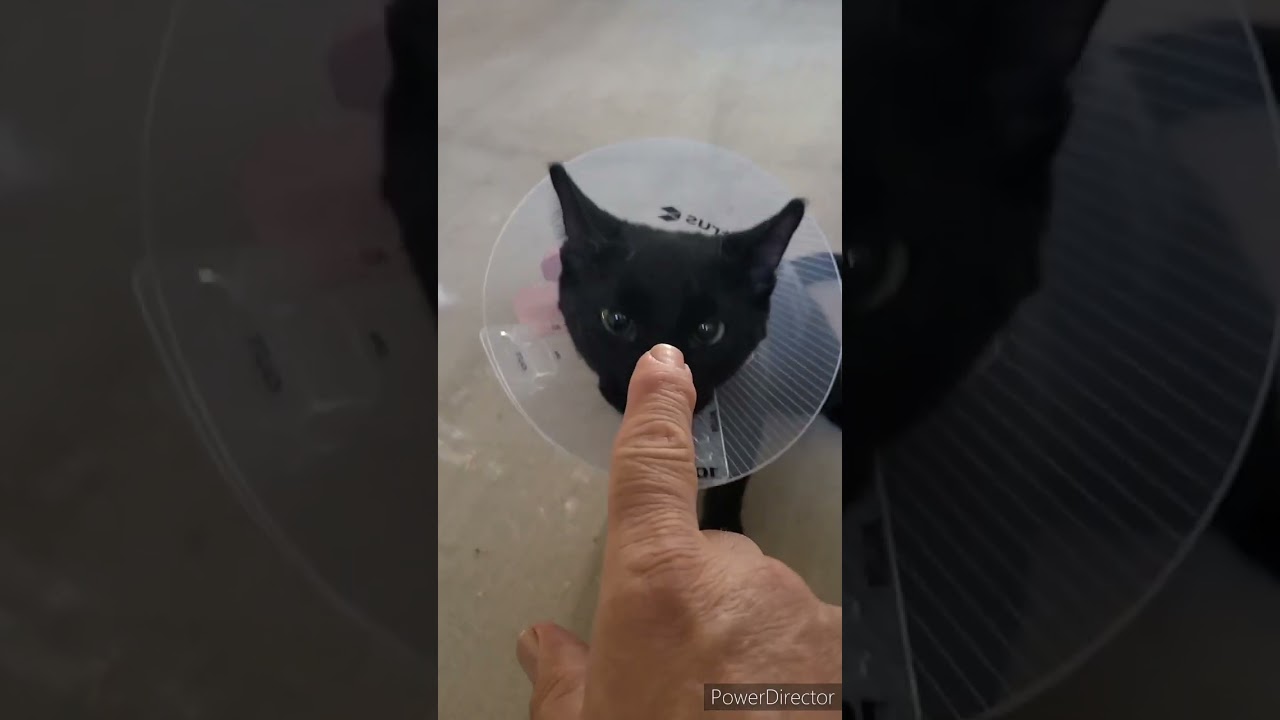 Tom Tom & Jerry get 