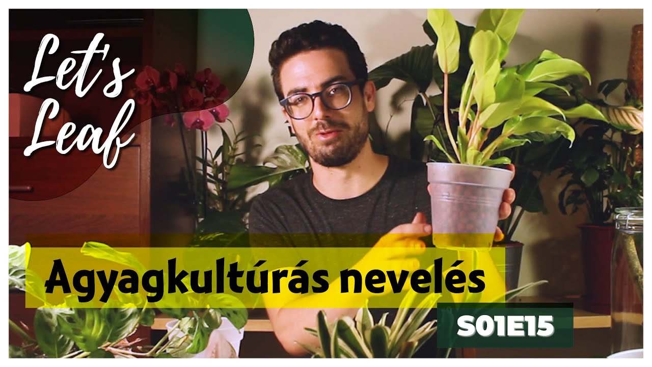 Szobanövény nevelés agyaggolyós közegben | Hidrokultúra | #LetsLeaf