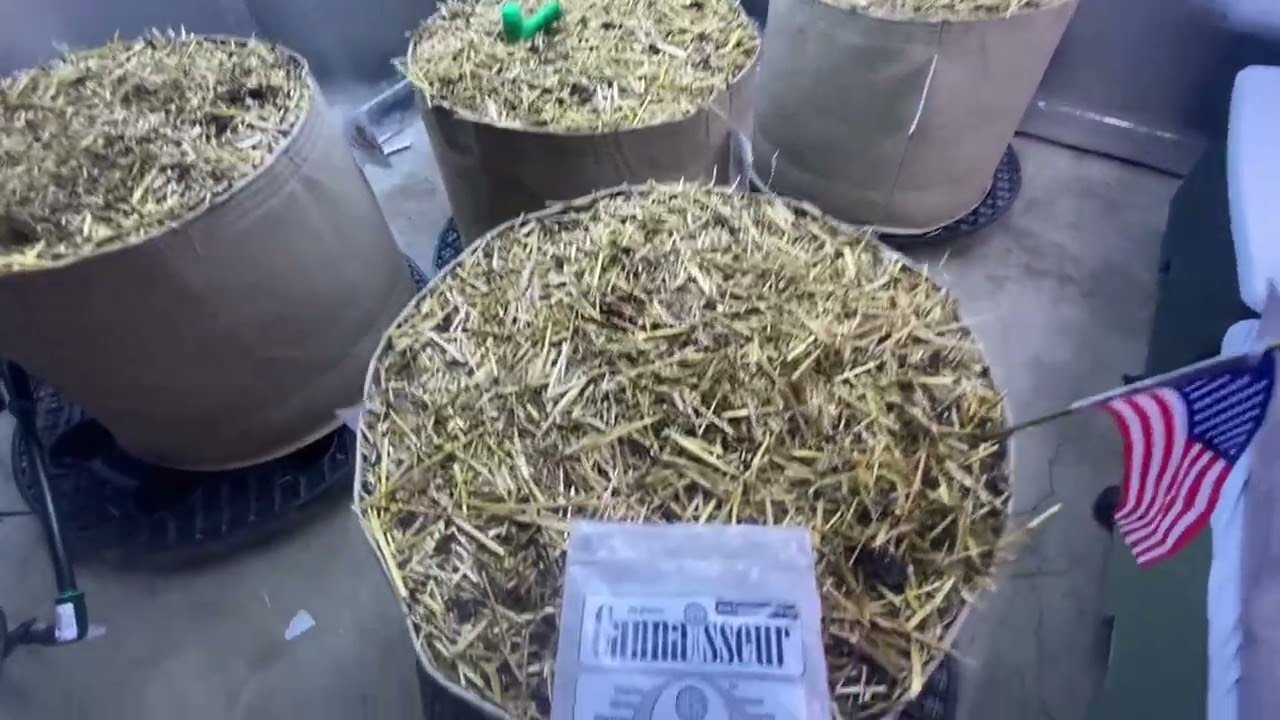 How I re amended and filled the new 20 gal grass roots living soil pots 👀