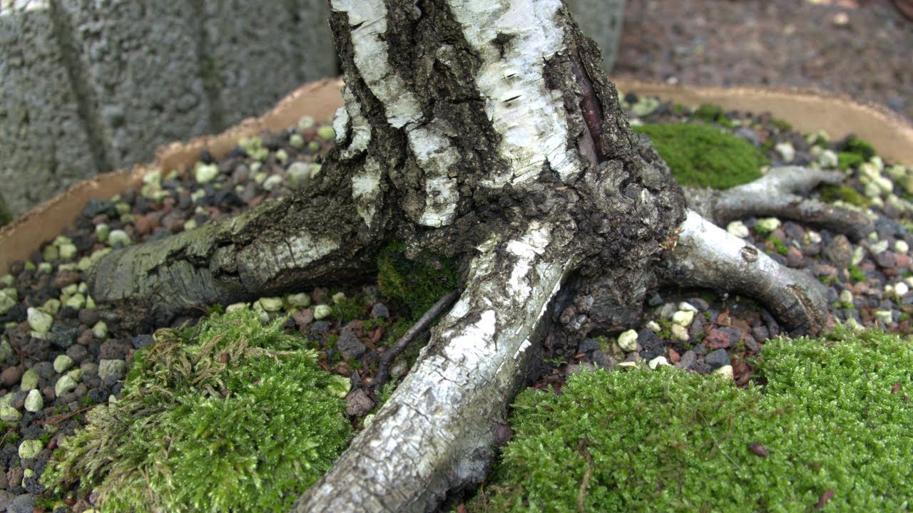 Bonsai-Rohlinge-Yamadori-Birken (Betula) Teil 1