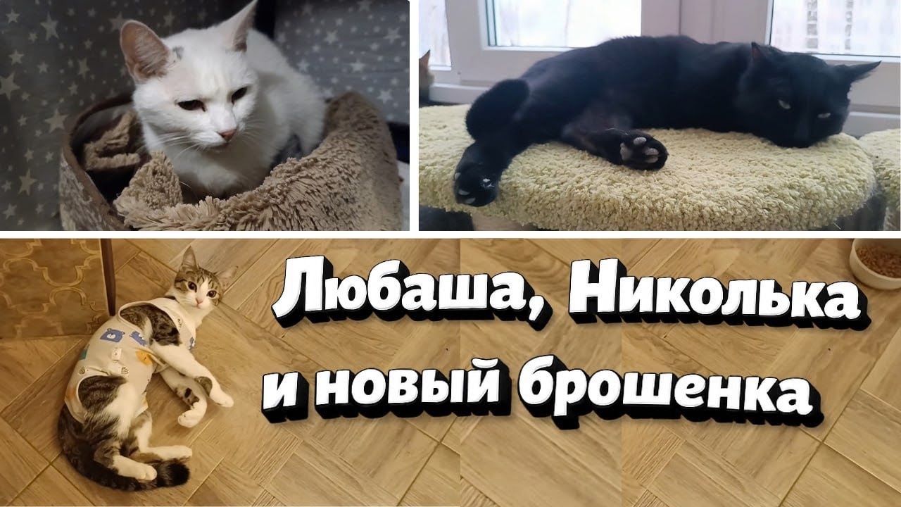 Любаша, Николька и новый брошенка. 