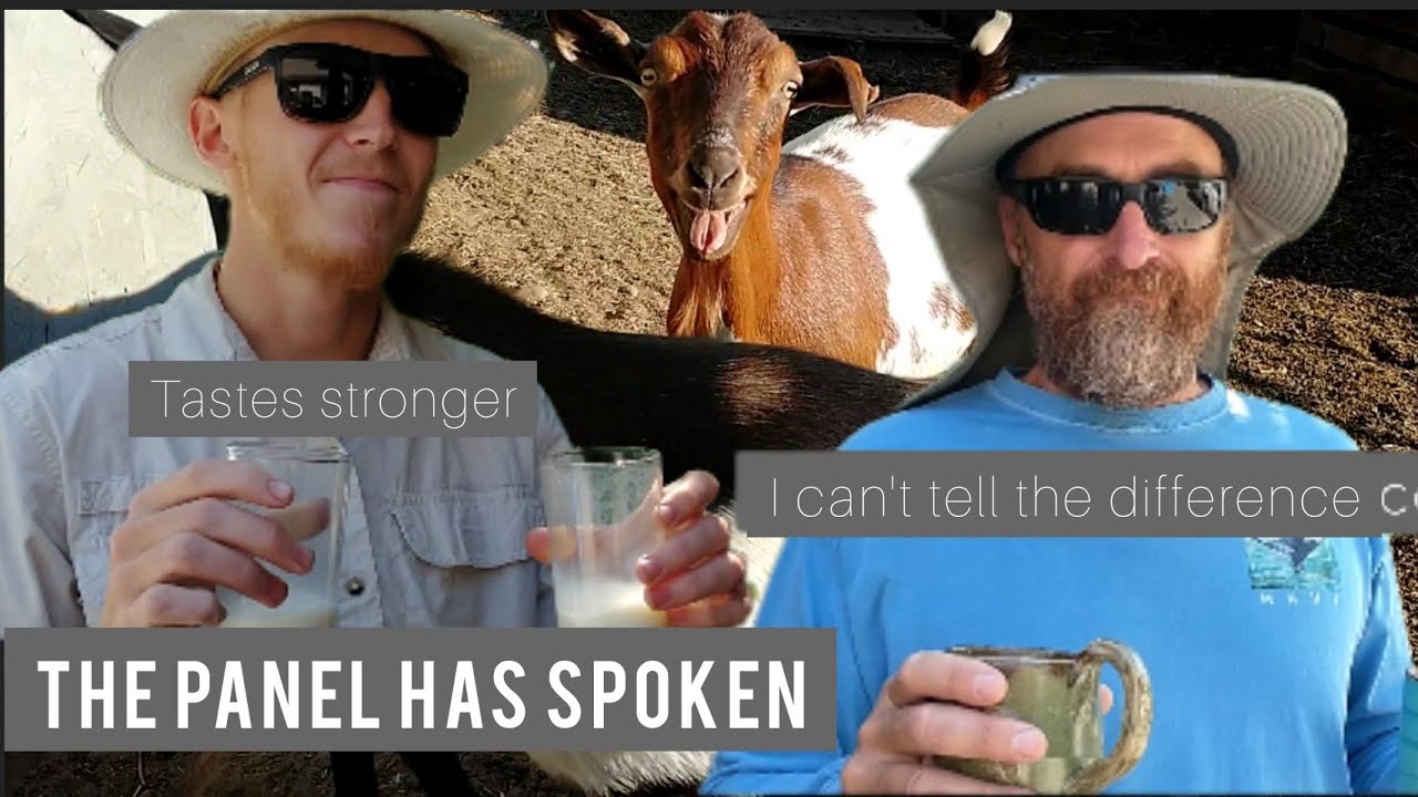 How I Can Milk and Taste Test! Does canned milk taste goaty? #homesteading #rebelcanning