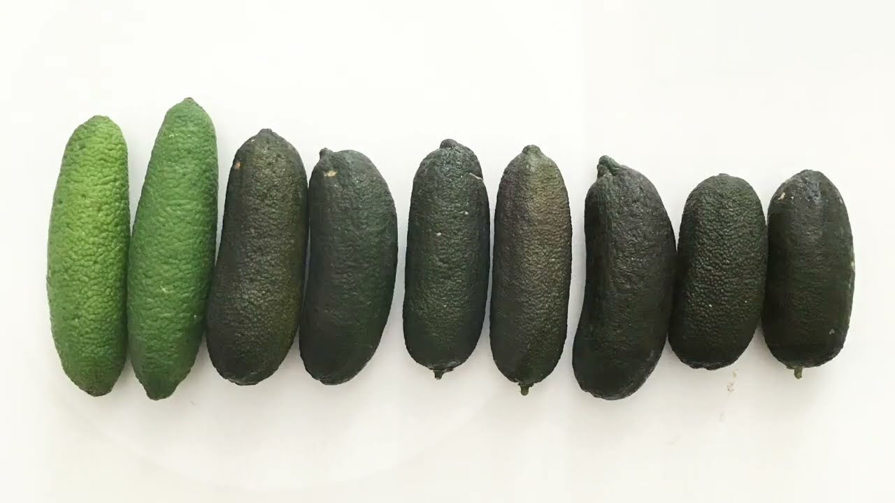 How To Eat Finger Limes