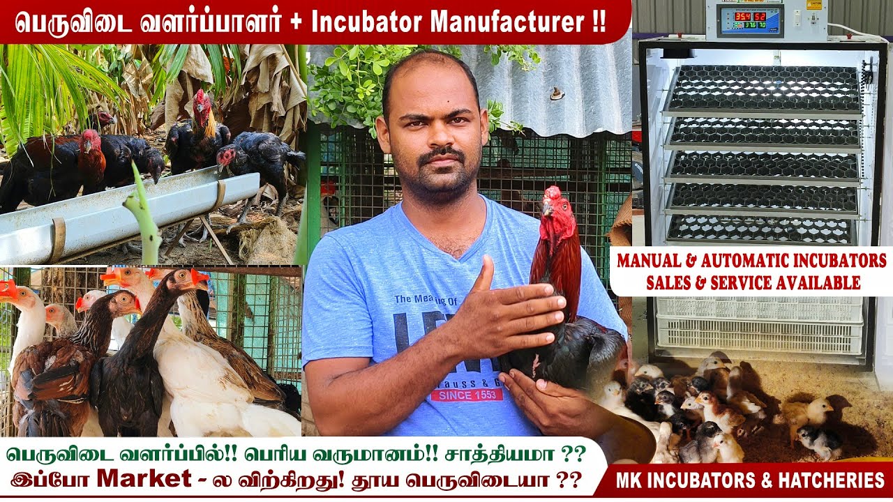 🐓🐣பெருவிடை கோழி வளர்ப்பு!! Commerical - ஆ பண்ணலாமா?? 🤑 Mk incubators & Hatcheries 🐥